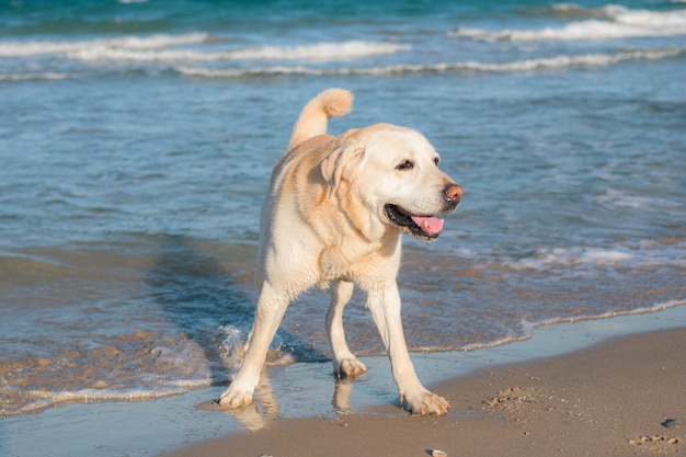 Pies Labrador bawi się i kąpie na plaży