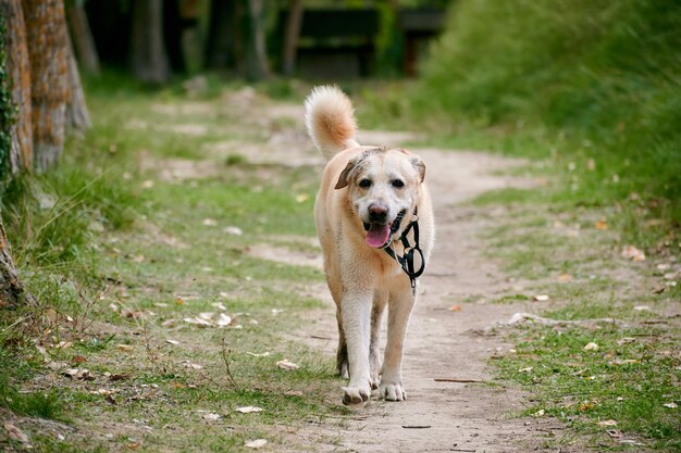 Pies labrador biegnie po leśnej drodze. Śmieszny moment