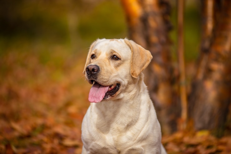 Zdjęcie pies labrador biegnie w jesiennym lesie.