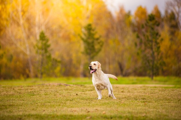 Pies labrador biegnie w jesiennym lesie.