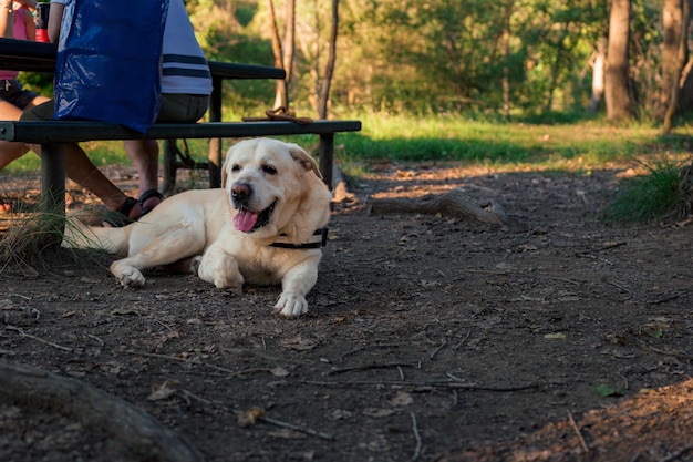 Pies Labrador Leżący Na Ziemi Na Kempingu