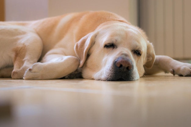 Pies labrador leżący śpiący w domu