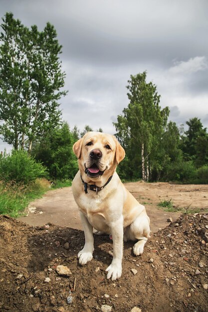 Pies labrador patrząc na kamerę siedząc na stosie brudu w pochmurny dzień w przyrodzie