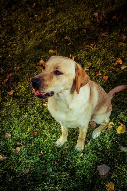 Pies Labrador Retriever jesienią