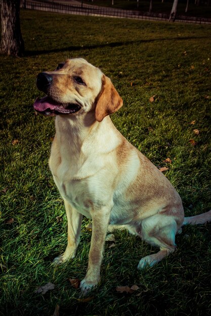 Zdjęcie pies labrador retriever jesienią