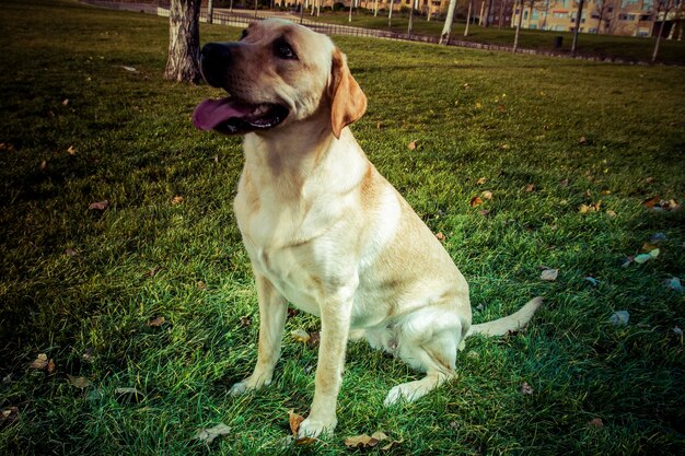 Pies Labrador Retriever jesienią