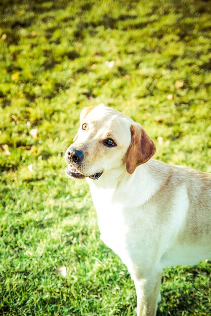 Pies Labrador Retriever Jesienią