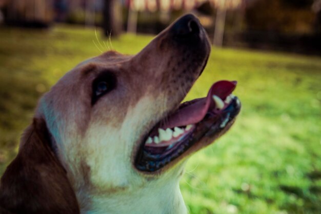 Pies Labrador Retriever Jesienią