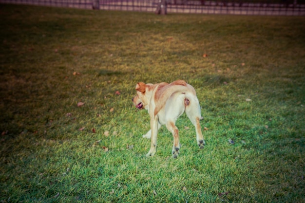 Pies Labrador Retriever jesienią