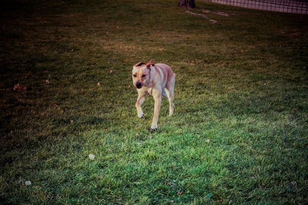 Pies Labrador Retriever jesienią