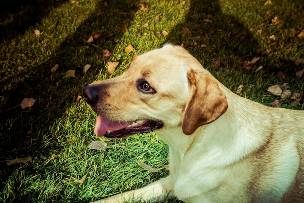 Pies Labrador Retriever jesienią