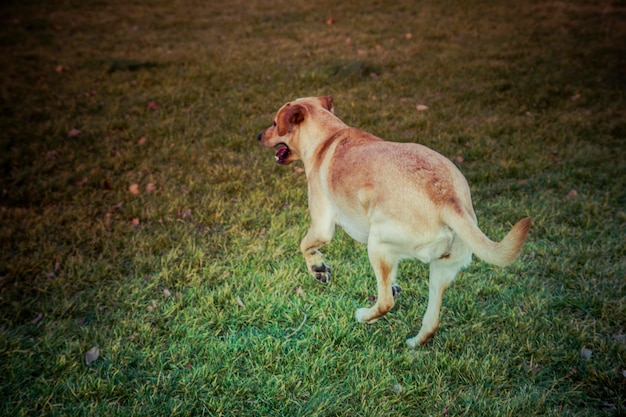 Pies Labrador Retriever jesienią