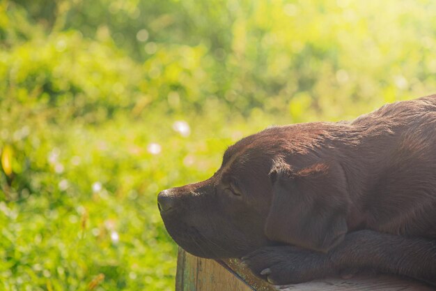 Pies Labrador Retriever leży na drewnianym podium Czarny pies na zielonym tle