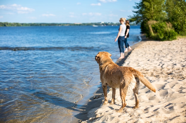 Pies Labrador Retriever na plaży. Rozbłysk słoneczny