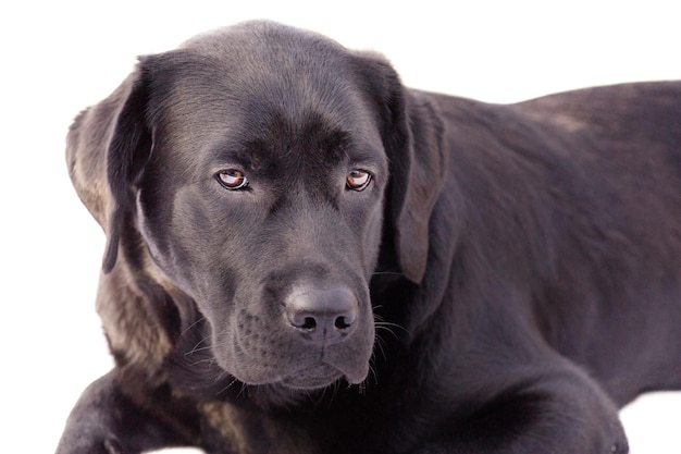 Pies Labrador retriever samodzielnie na białym tle Czarny labrador puppy Zwierzę domowe