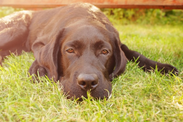 Pies Labrador Retriever Zwierzak Leży Na Trawie