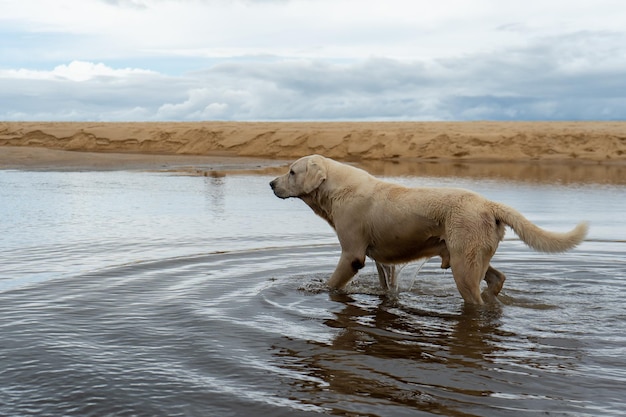 pies labrador spacerujący w naturalnym basenie na plaży trancoso w bahia