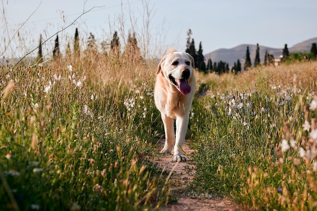 Pies Labrador Spaceruje I Bawi Się Na łące Z Kwiatami