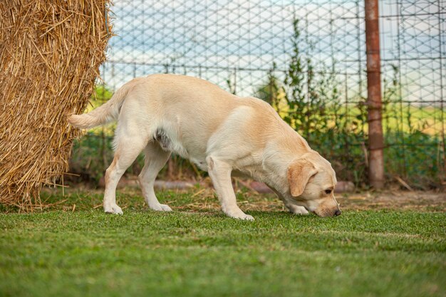 Pies labrador z bliska Portret na tle wsi