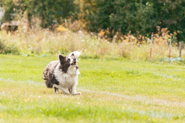 Pies łapie latający dysk w skoku, zwierzę bawiące się na świeżym powietrzu w parku. wydarzenie sportowe, osiągnięcie w spo