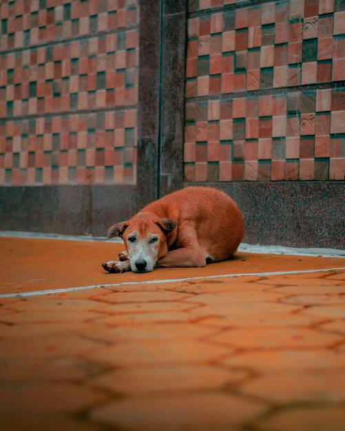 Pies leżący na chodniku