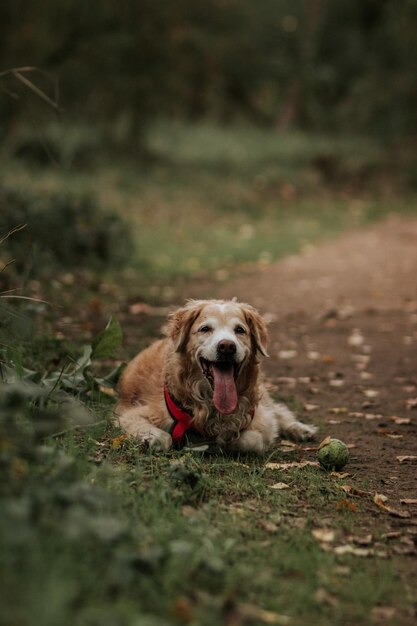 Zdjęcie pies leżący na poboczu ścieżki z wysuniętym językiem.
