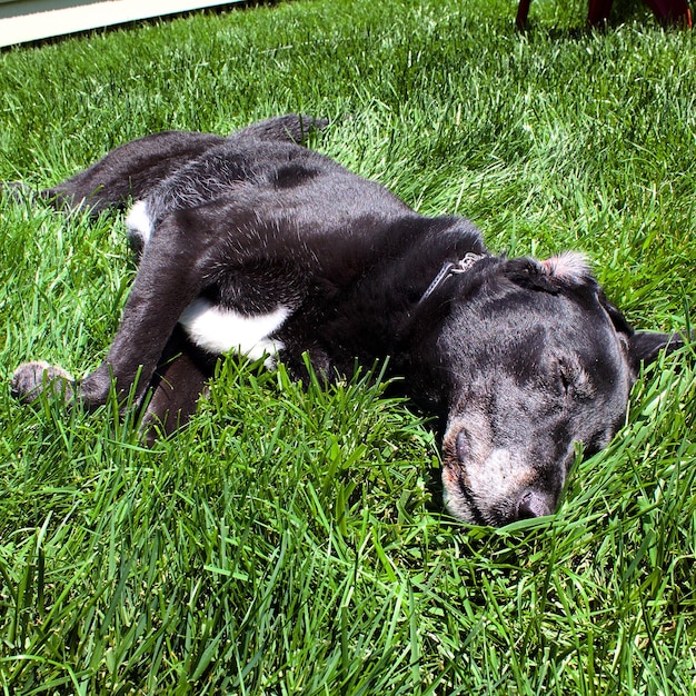 Zdjęcie pies leżący na trawie.
