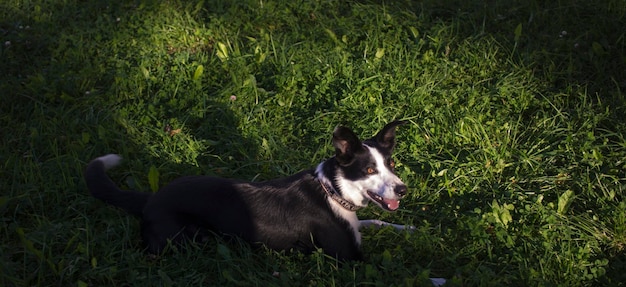 Pies leży w trawie w parku Rasa to Border collie Tło jest zielone