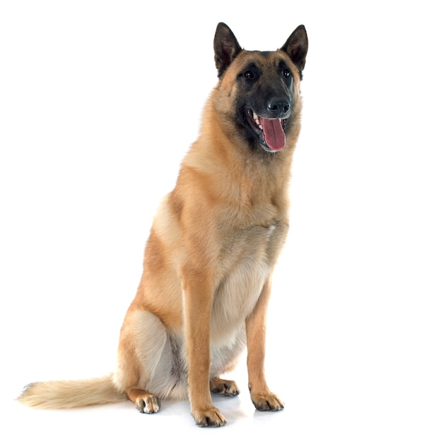 Pies Malinois