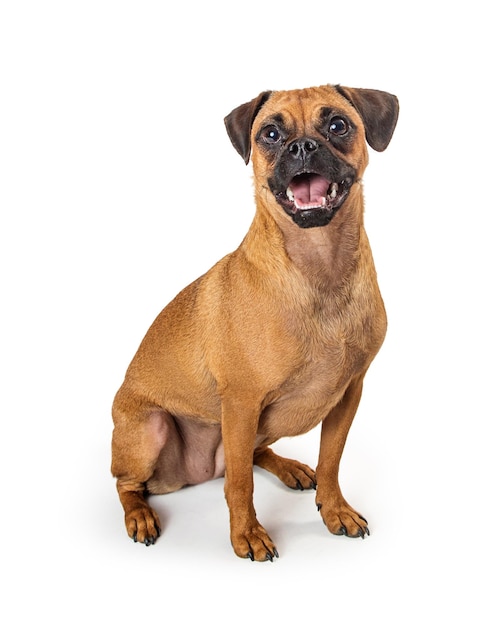 Pies Mieszaniec Mops Beagle Szczęśliwy Wyrażenie