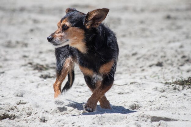 Pies mix Terrier bawiący się na plaży