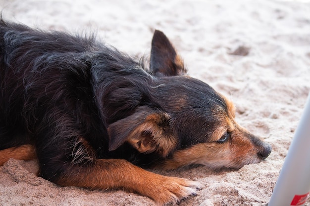 Pies mix Terrier bawiący się na plaży