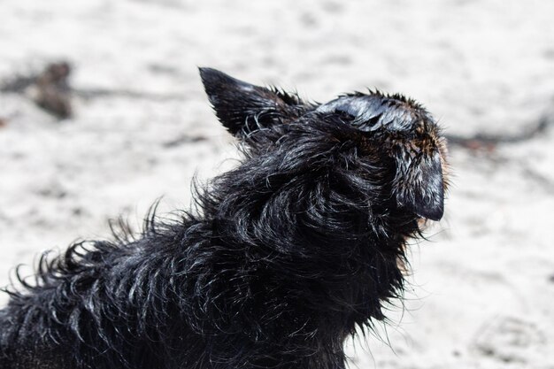 Pies mix Terrier bawiący się na plaży