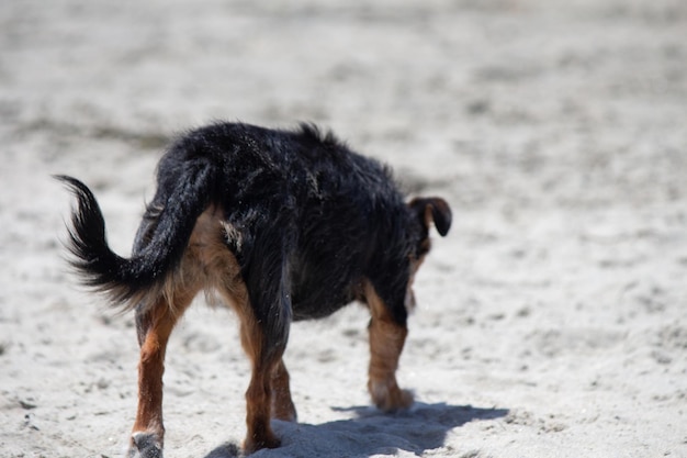 Pies mix Terrier bawiący się na plaży