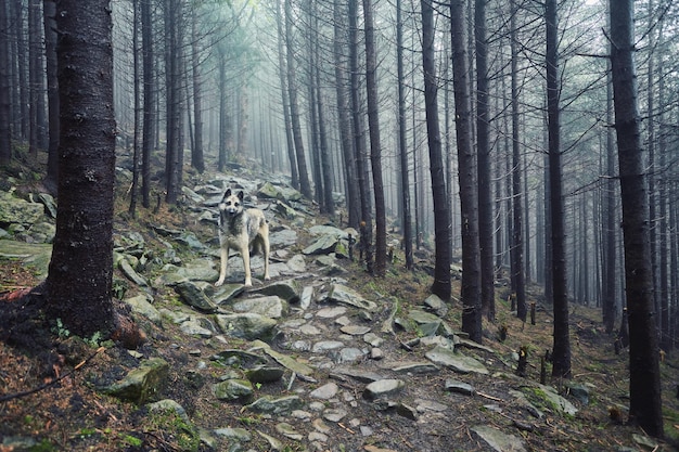 Pies myśliwski czeka na swojego właściciela w mglistym lesie
