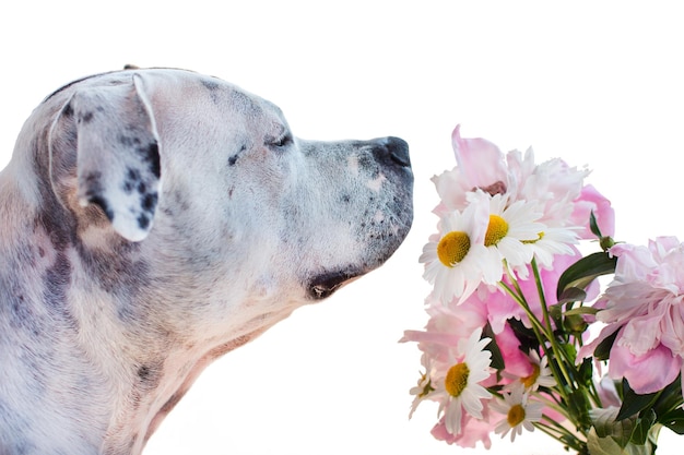 Zdjęcie pies na białym tle wącha kwiaty przyjaciel mężczyzny