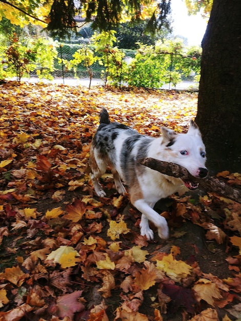 Zdjęcie pies na jesiennych liściach