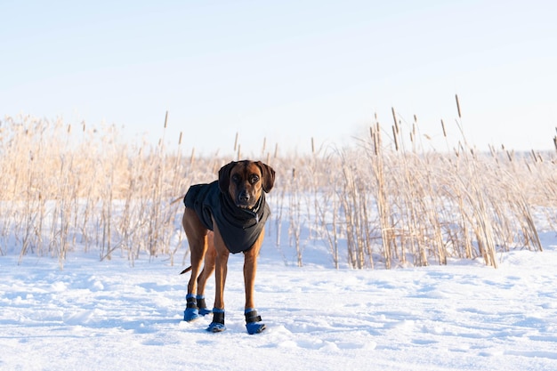 Zdjęcie pies na jeziorze w zimowym stroju rhodesian ridgeback w kucyku i kapciach