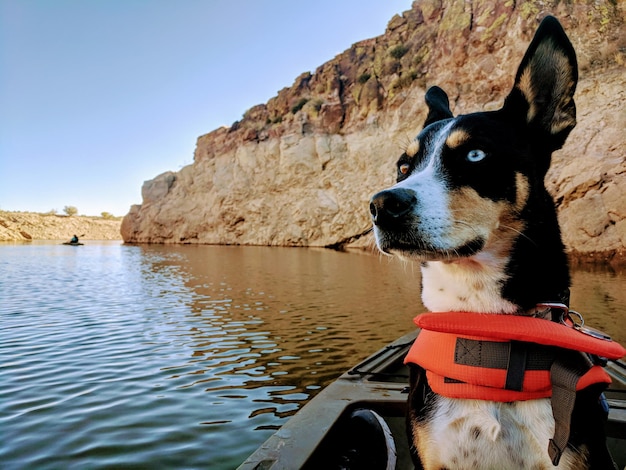 Zdjęcie pies na łodzi w jeziorze na tle nieba