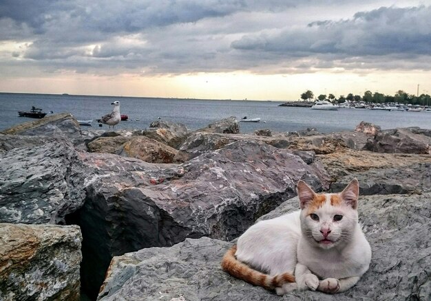 Zdjęcie pies na plaży na chmurnym niebie