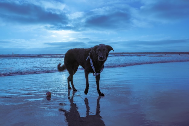 Zdjęcie pies na plaży na tle nieba