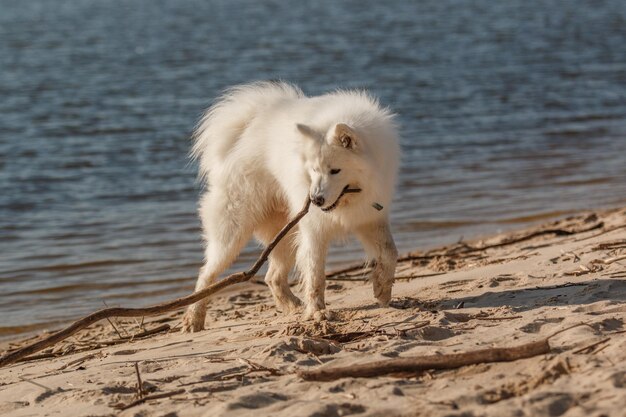 Pies na plaży z kijem w ustach