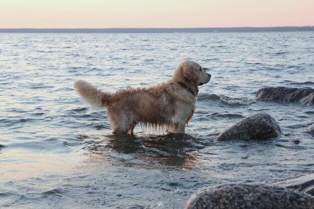 Zdjęcie pies na plaży