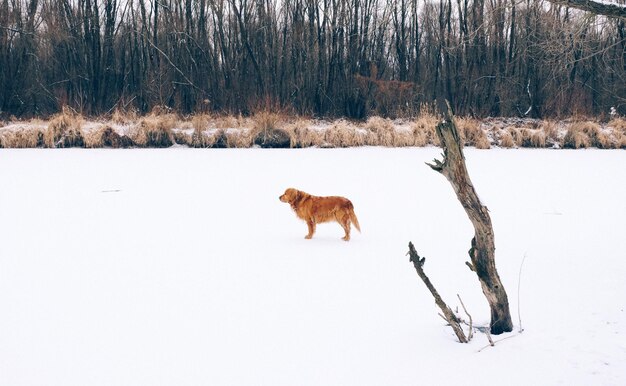 Pies na polu zimą