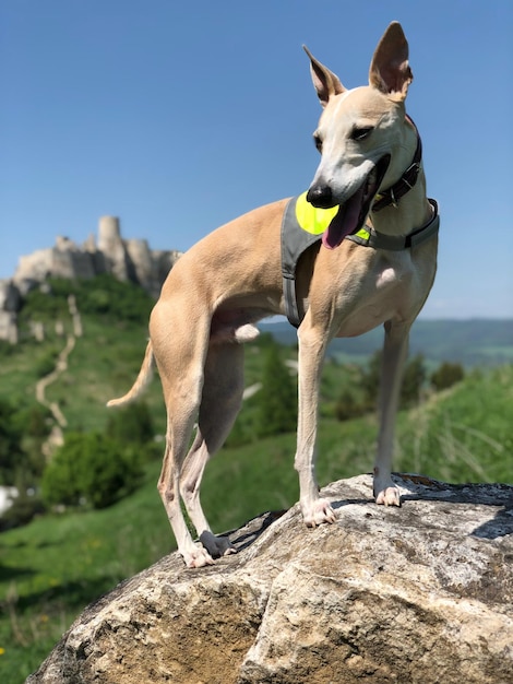Zdjęcie pies na skale przeciwko niebu