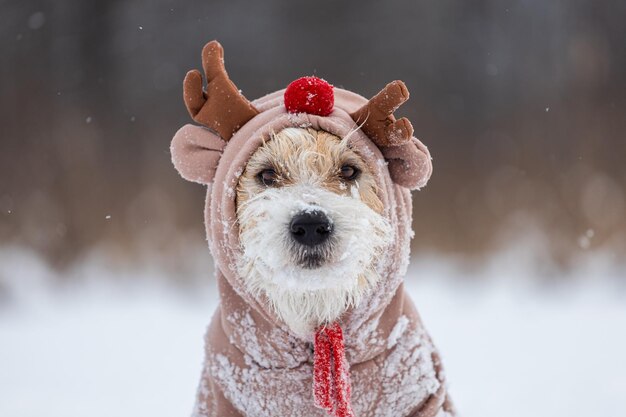 Pies na tle drzew w parku Portret Jack Russell Terrier ubrany jak płowy Śnieg
