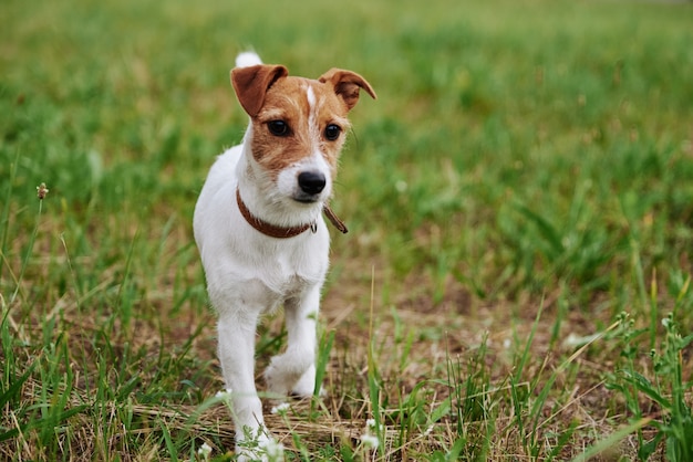 Pies Na Trawie W Letni Dzień. Jack Russel Terrier Portret Szczeniaka