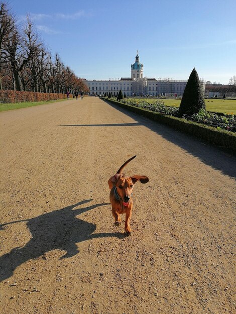 Zdjęcie pies na ulicy w mieście