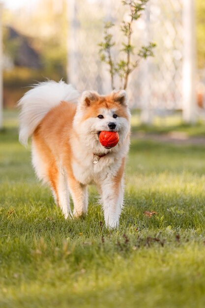 Pies na zewnątrz w lecie Rasa psów akita inu