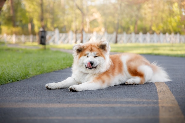 Pies na zewnątrz w lecie Rasa psów akita inu